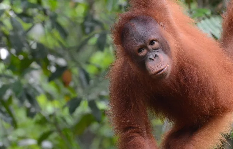 5-Day or 8-Day Trek, Pedal, & Paddle the Sarawak Rainforest
